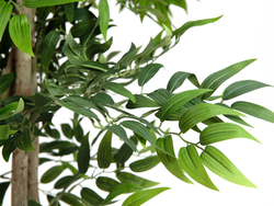 Ficus Longifolia, Kunstpflanze, 165cm