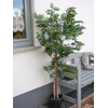 Ficus Longifolia, Kunstpflanze, 165cm