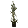 Olivenbäumchen, Kunstpflanze, 104 cm