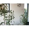 Olivenbäumchen, Kunstpflanze, 104 cm