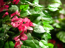 Bougainvillea, Kunstpflanze, rosa, 150cm