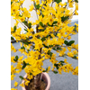 Forsythienbaum mit 3 Stämmen, Kunstpflanze, gelb, 150cm