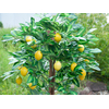 Zitronenbaum, Kunstpflanze, 180cm