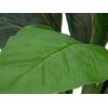 Mangoldbusch, künstlich,  45cm
