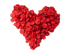 Rosenblätter, künstlich, rot, 500x