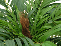 Areca Palme, Kunstpflanze, 140cm