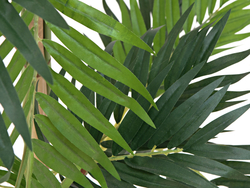 Parlour Palme, Kunstpflanze, 150cm