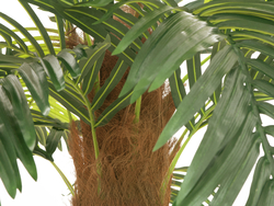 Phönix Palme deluxe, Kunstpflanze, 250cm