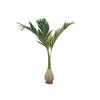 Phönix Palme, Kunstpflanze, 240cm