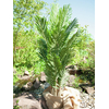 Kentia Palme, Kunstpflanze, 140cm