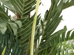 Kentia Palme, Kunstpflanze, 180cm