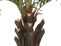 Kentia Palme deluxe, Kunstpflanze  300cm