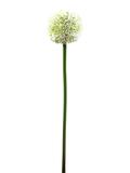 Alliumzweig, künstlich, cremefarben, 55cm
