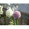 Alliumzweig, künstlich, cremefarben, 55cm