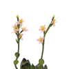 Steinrose (EVA), Kunstpflanze, pink, 32cm