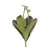 Seerose (EVA), Kunstpflanze,geschlossen, grün, 45cm