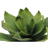 Agave (EVA), künstlich, grün, 35cm