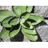 Agave (EVA), künstlich, grün, 35cm