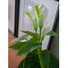 Calla mini, Kunstpflanze, weiß, 43cm