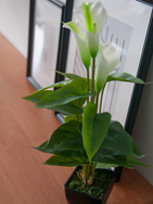 Calla mini, Kunstpflanze, weiß, 43cm
