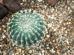 Kugelkaktus, Kunstpflanze, 34cm