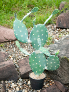 Blätterkaktus, Kunstpflanze, 76cm