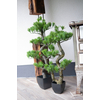 Bonsai Pinie, Kunstpflanze, 95cm