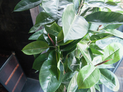 Gummibaum, Kunstpflanze, 120cm