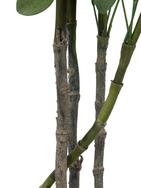 Schefflera, künstlich, 90cm