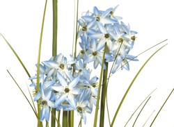 Alliumgras, Kunstpflanze, blau, 120 cm
