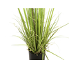 Immergrünstrauch mit Gras, Kunstpflanze, 182 cm