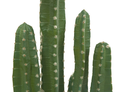 Mexikanischer Kaktus, Kunstpflanze, grün, 123cm