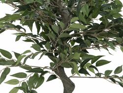 Ficus Waldbaum, Kunstpflanze, 110cm
