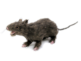 Ratte, lebensecht mit Fell 30cm