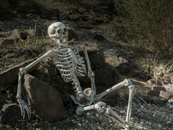 Halloween Skelett, 150 cm