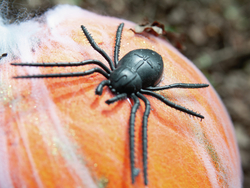 Halloween Kürbis im Spinnennetz, 25cm