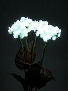 Hortensie, weiß mit Blüten, 100 LEDs