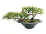 Bonsai-Zeder, Kunstpflanze, 40cm