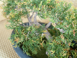 Bonsai-Zeder, Kunstpflanze, 40cm