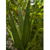 Aloe (EVA), künstlich, grün, 50cm