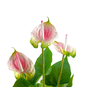Anthurie, Kunstpflanze, weiß pink
