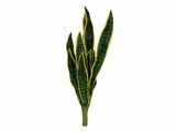 Bogenhanf (EVA), künstlich, grün-gelb, 60cm