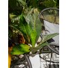 Mangoldbusch, künstlich,  45cm