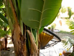 Bananenbaum, Kunstpflanze, 120cm