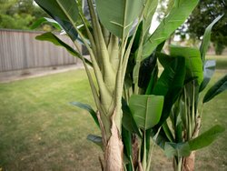 Bananenbaum, Kunstpflanze, 210cm