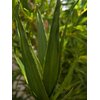 Aloe (EVA), künstlich, grün, 66cm