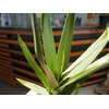 Aloe (EVA), künstlich, grün, 66cm