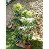 Fächerpalme, Kunstpflanze, 130cm